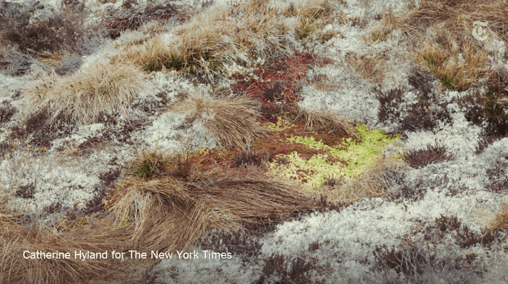 New York Times Headway initiative deepens focus on environmental role